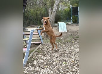 Ramiro - freundlicher, aufgeschlossener, anhänglicher junger Rüde sucht liebevolle Familie