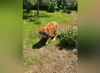 Nero - Bezaubernder Hunde-Opa sucht liebevolles Zuhause