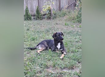 Mara - freundliche, liebe Hündin sucht ein Zuhause mit Garten