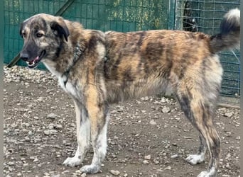 Vincent - aktiver, menschenbezogener Rüde sucht ein Zuhause
