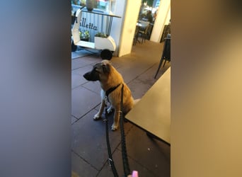 Oskar - aktiver, verspielter junger Rüde - in 21xxx Hamburg