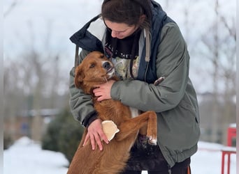 Ramiro - freundlicher, aufgeschlossener, anhänglicher junger Rüde sucht liebevolle Familie