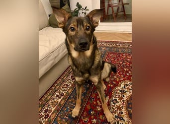 Teddy - aktiver, freundlicher Junghund sucht neues Zuhause