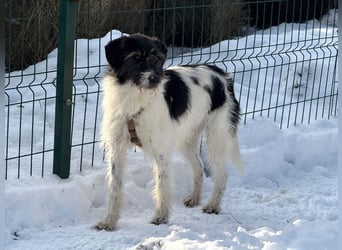 Buddy - freundlicher, zurückhaltender Rüde sucht ein Zuhause