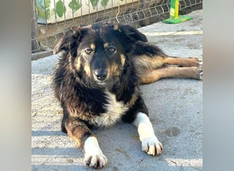 Nala - aufgeschlossene, freundliche junge Hündin aus Rumänien