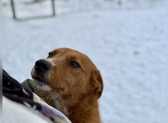 Ramiro - freundlicher, aufgeschlossener, anhänglicher junger Rüde sucht liebevolle Familie