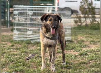 Vincent - aktiver, menschenbezogener Rüde sucht ein Zuhause