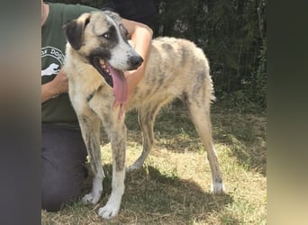 Pepe - sensibler, freundlicher, aktiver Rüde sucht Zuhause mit Garten