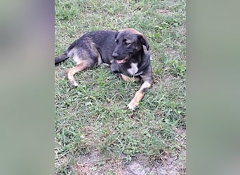 Mara - freundliche, liebe Hündin sucht ein Zuhause mit Garten