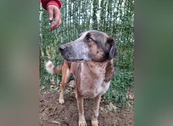 Anton - verspielter, freundlicher, katzenverträglicher junger Mischlingsrüde