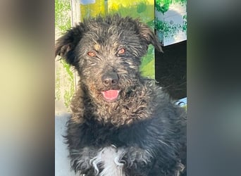 Zelda - freundliche, aufgeschlossene Hündin aus Rumänien
