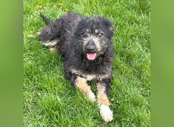 Zelda - freundliche, aufgeschlossene Hündin aus Rumänien
