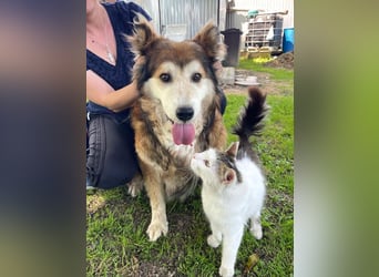 Nero - Bezaubernder Hunde-Opa sucht liebevolles Zuhause