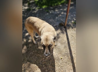 Jessica - freundliche Hündin sucht liebevolles Zuhause mit Garten