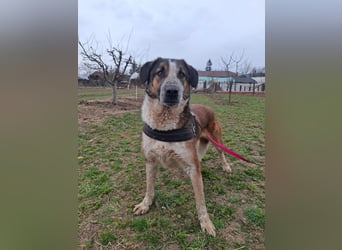 Anton - verspielter, freundlicher, katzenverträglicher junger Mischlingsrüde