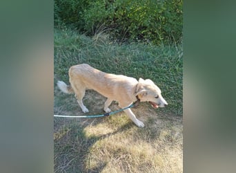 Shrek - aktiver, freundlicher HSH-Mix Rüde sucht Zuhause mit Garten