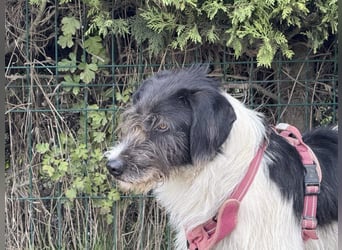 Buddy - freundlicher, zurückhaltender Rüde sucht ein Zuhause