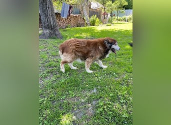 Nero - Bezaubernder Hunde-Opa sucht liebevolles Zuhause