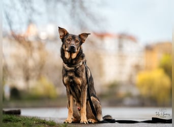 Teddy - aktiver, freundlicher Junghund sucht neues Zuhause