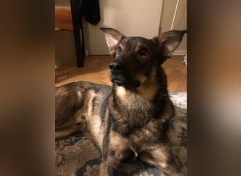 Teddy - aktiver, freundlicher Junghund sucht neues Zuhause