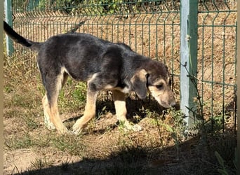 Eris- verschmustes Welpen-Mädchen sucht ihre Famile
