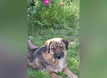 Magda - freundliche, liebe Hündin sucht Zuhause mit Garten