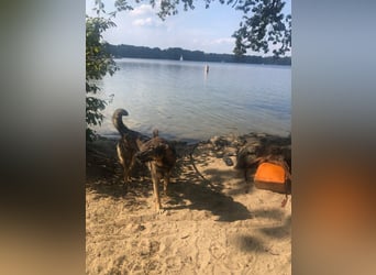 Teddy - aktiver, freundlicher Junghund sucht neues Zuhause