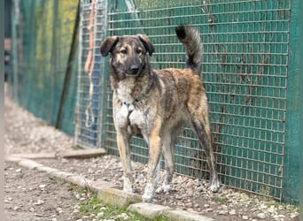 Vincent - aktiver, menschenbezogener Rüde sucht ein Zuhause