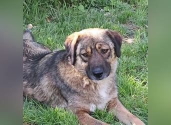 Magda - freundliche, liebe Hündin sucht Zuhause mit Garten