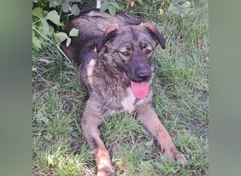 Mara - freundliche, liebe Hündin sucht ein Zuhause mit Garten