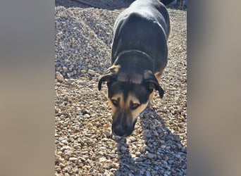 Kobe - nicht perfekter aber liebenswerter Rüde aus Spanien