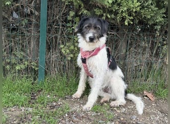 Buddy - freundlicher, zurückhaltender Rüde sucht ein Zuhause