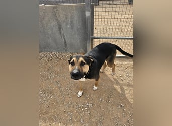 Kobe - nicht perfekter aber liebenswerter Rüde aus Spanien