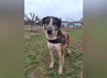 Anton - verspielter, freundlicher, katzenverträglicher junger Mischlingsrüde