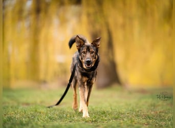 Teddy - aktiver, freundlicher Junghund sucht neues Zuhause