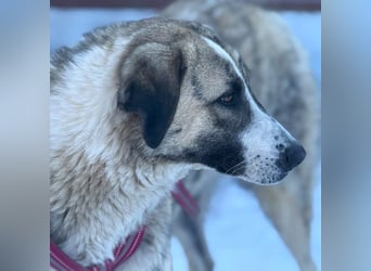 Pepe - sensibler, freundlicher, aktiver Rüde sucht Zuhause mit Garten