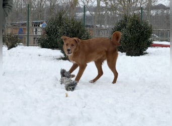 Ramiro - freundlicher, aufgeschlossener, anhänglicher junger Rüde sucht liebevolle Familie