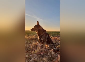 Teddy - aktiver, freundlicher Junghund sucht neues Zuhause