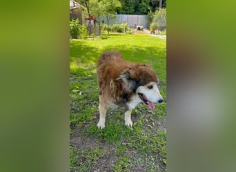 Nero - Bezaubernder Hunde-Opa sucht liebevolles Zuhause