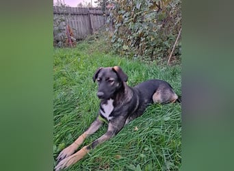 Mara - freundliche, liebe Hündin sucht ein Zuhause mit Garten