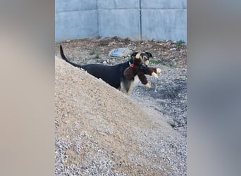 Kobe - nicht perfekter aber liebenswerter Rüde aus Spanien