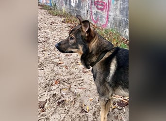 Teddy - aktiver, freundlicher Junghund sucht neues Zuhause