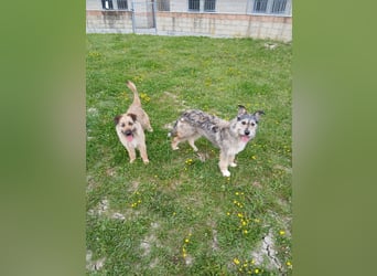 Molly - Schnuckelbürste
