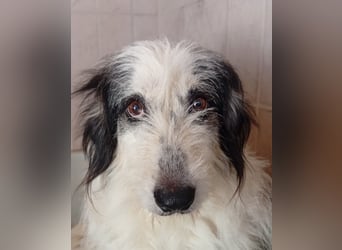 Betty –  liebevolles Geleit ins Leben gesucht