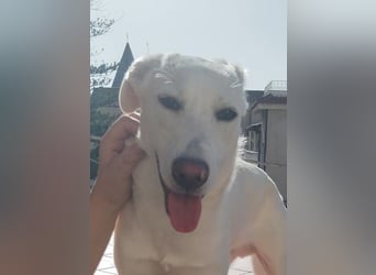 Spank - ein ‚Herzchenhund‘ und sein Doppelgänger