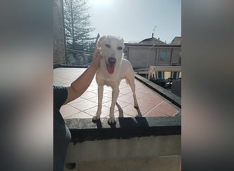 Spank - ein ‚Herzchenhund‘ und sein Doppelgänger