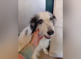Betty –  liebevolles Geleit ins Leben gesucht