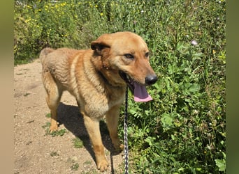 Ruggine - ein Traum- und Mitmachhund