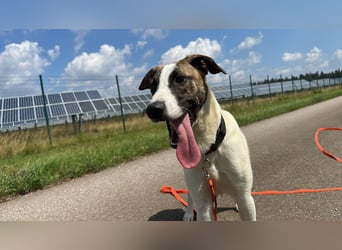Dexter - ein eigenes Bettchen wäre schön