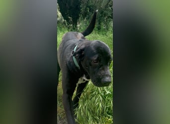 Tea – alles für meine Menschen